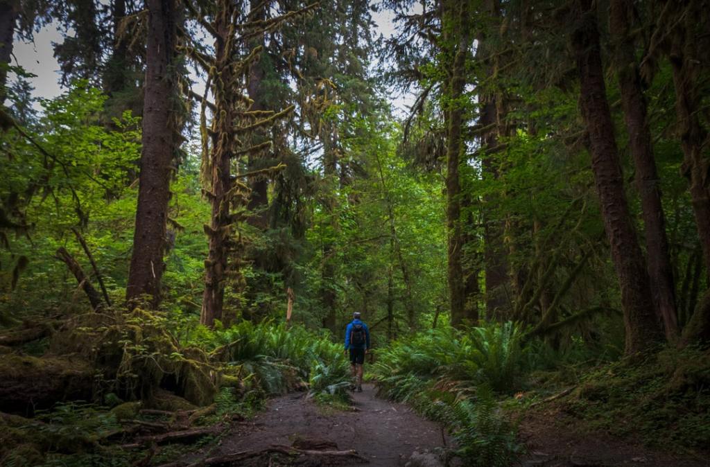 Hoh Rainforest Olympic National Park